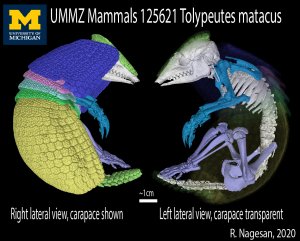 CT scan of an armadillo, right and left lateral views with left view having transparent carapace