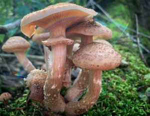 Mushrooms growing from moss, with a rainbow arcing underneath the largest cap