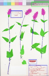 purple flowers Herbarium specimens from Smithsonian National Museum of Natural History