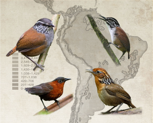 Four birds superimposed over a map of South America