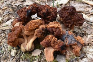 False morel mushrooms on the ground