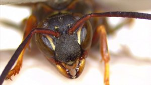 Close up of a wasp face