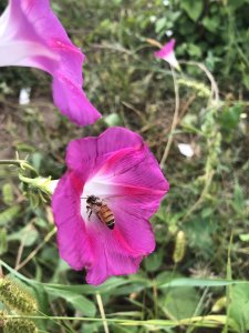 Pink morning glories and a bee