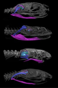 3D CT scans of snake heads from UMMZ collection. Their inner ear and suspensorium structures are segmented and colored. Images: Taylor West