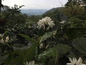 coffee farm in the mountains, white flowers
