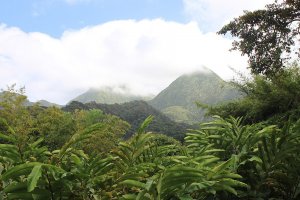 Tropical trees in front of tree covered mountains and a cloudy sky. From Wikimedia Commons, Mystery Land