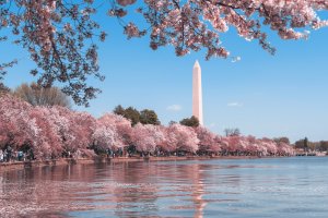 Photo of the Washington Monument framed by cherry blossoms