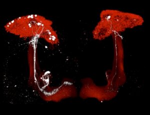 microscope image of mushroom body structures (neuron clusters) in Drosphila brain