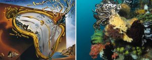 Comatulid crinoids on a reef, Nusa Kode Island, Indonesia. Alexander Vasenin, Creative Commons license (CC-BY-SA 3.0) and  Melting Watch, 1954 by Salvador Dali https://www.dalipaintings.com/melting-watch.jsp