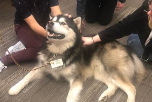 Hawkeye the Wellness Dog being pet by students