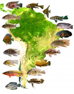 Neotropical cichlid map of South America. Images by Hernán López-Fernández, Erin Holm and Jessica Arbour.