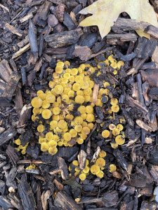 Golden fungi nestled in the forest floor at Nichols Arboretum.