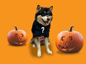 Hawkeye the Wellness Dog with two pumpkins on an orange background