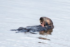 Sea Otter Moss Landing