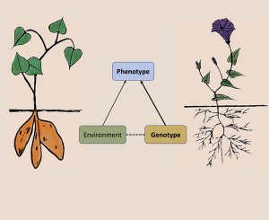 Illustration showing plants above and belowground with diagram of phenotype, environment and genotype