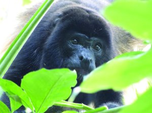 Mantled howler monkey (Alouatta palliata) surrounded by green leaves