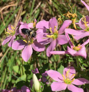 A bee on a pink flowering Sabatia plant
