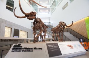 Iconic mastodon couple in museum atrium.