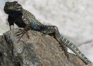 Sceloporus lizard on a rock