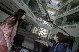 Visitors check out the full-size model of the Quetzalcoatlus at the U-M Museum of Natural History. Photo courtesy of University of Michigan Museum of Natural History/Michelle Andonian.
