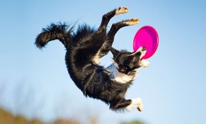 Image Imported from Maize Pages