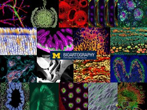 U-M BioArtography