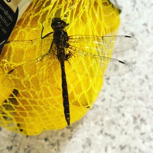A dragonfly on a bag of lemons