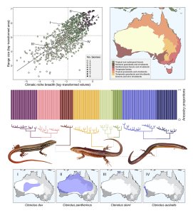 Complex species boundaries impact inferences in macroecology and macroevolution. Top left, the relationship between geographic range size and climatic niche breadth across 900 species of Australian lizards and snakes. Top right, major biomes in the Australian continent. Center, illustration of molecular delimitation of operational candidate species in a subclade of lizards; genotypic clustering and phylogenetic patterns are shown. Bottom: Representative examples of variation in range size in Ctenotus lizards.