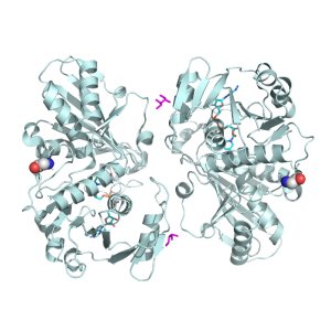 Illustration of an enzyme