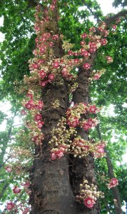 Canon ball tree, Couroupita guianensis (flowers) in Rio de Janeiro, Brazil. In front of the Imperial palace, corner of Rua da Assembleia