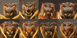 Wasp faces showing variation of patterns