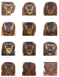 Wasp faces