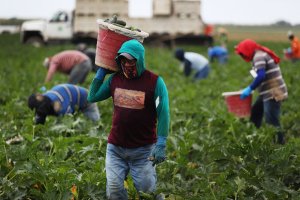 Photo of farmworkers harvesting field [Getty Images]