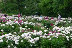 Photo of Peonies