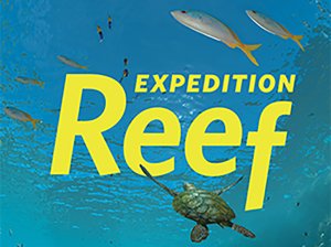 Learn the secrets of the “rainforests of the sea” as you embark on an oceanic safari of the world’s most vibrant—and endangered—marine ecosystems.