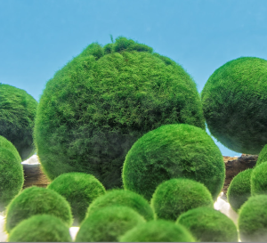 CJS Thursday Lecture Series | Becoming Marimo: The Curious Case of a Charismatic Algae and Imagined Indigeneity
