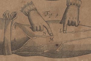 Detail of copperplate engraving from "Exercitatio anatomica de motu cordis et sanguinis in animalibus" by William Harvey. Frankfurt: William Fitzer, 1628.