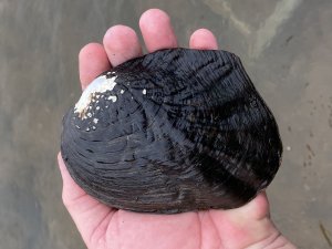 Image of the mussel being studied. Photo Credit: Jeff Garner