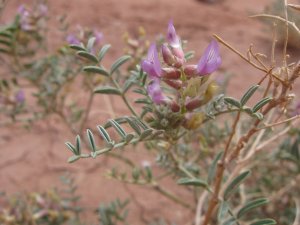 Astragalus sophoroides (Painted Desert milkvetch) in the Navajo Nation in Arizona. Image credit: Joseph Charboneau