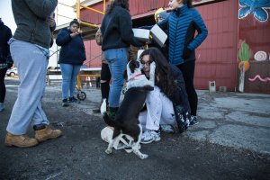 A medium-sized black and white dog licks a kneeling woman&#039;s face