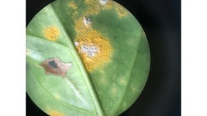 Coffee leaf rust attacked by fungal mycoparasites