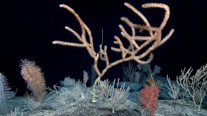 Coral being studied by the lab. Image credit: NOAA Ocean Exploration Program
