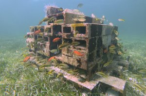 Artificial reef built with cement cinder blocks with many fish and abundant seagrass growing around the reef