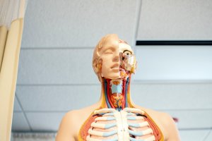 three-dimensional medical skeleton showing the inner parts of a human body