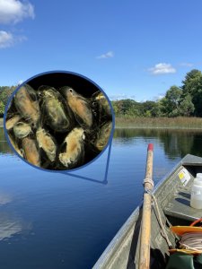 Boat on a lake with a magnified circle showing Daphnia infected with parasites