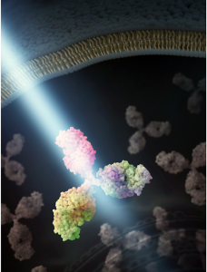 light shining on model of antibody