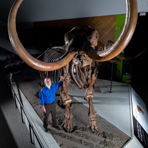 On the Trail of an Ice Age Mastodon