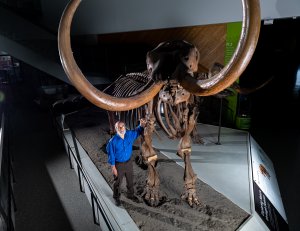 University of Michigan paleontologist Dr. Daniel Fisher with a cast skeleton of the Buesching mastodon on display at the University of Michigan Museum of Natural History in Ann Arbor. Photo credit: Eric Bronson, Michigan Photography.