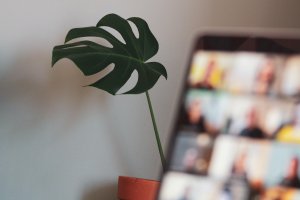 an open laptop that's next to a plant, the laptop screen is out of focus compared to the plant