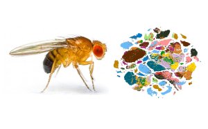 fruit fly photo and colored shapes